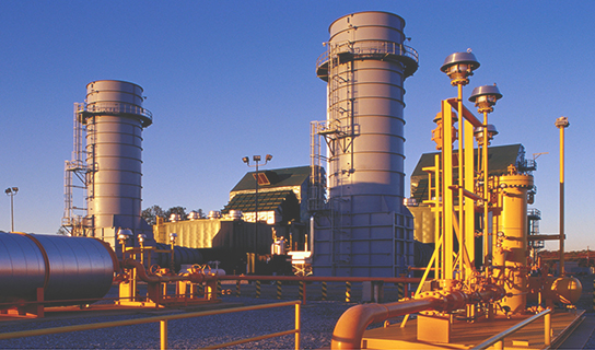 山東果蔬小粉皮批發(fā)